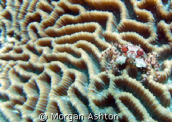Boxing crab in Bunaken National Park, Sulawesi. Taken wit... by Morgan Ashton 